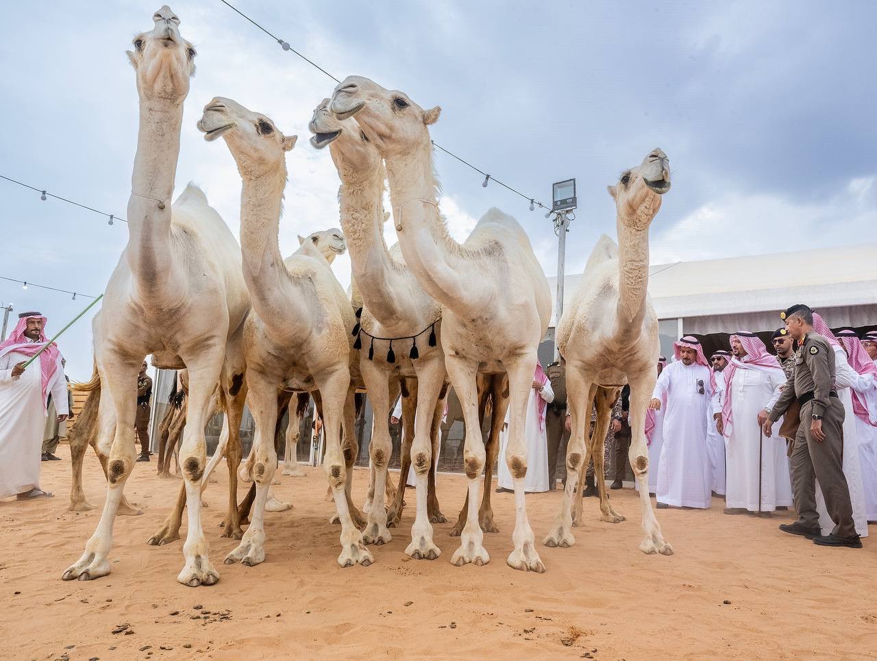 BURAYDAH CAMEL MARKET