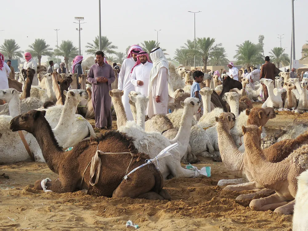 CAMEL MARKET